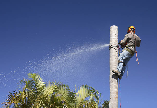 Best Tree Preservation Services  in Brooklet, GA