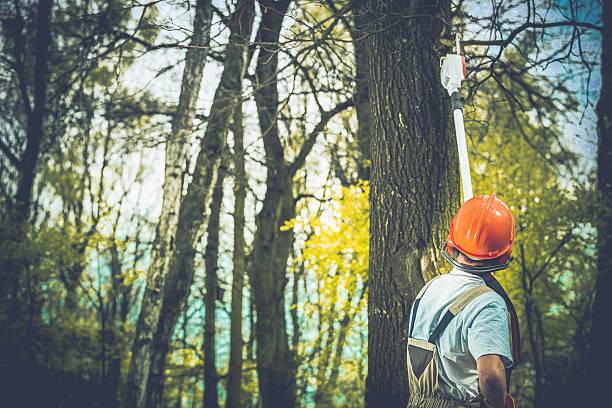 Best Firewood Processing and Delivery  in Brooklet, GA